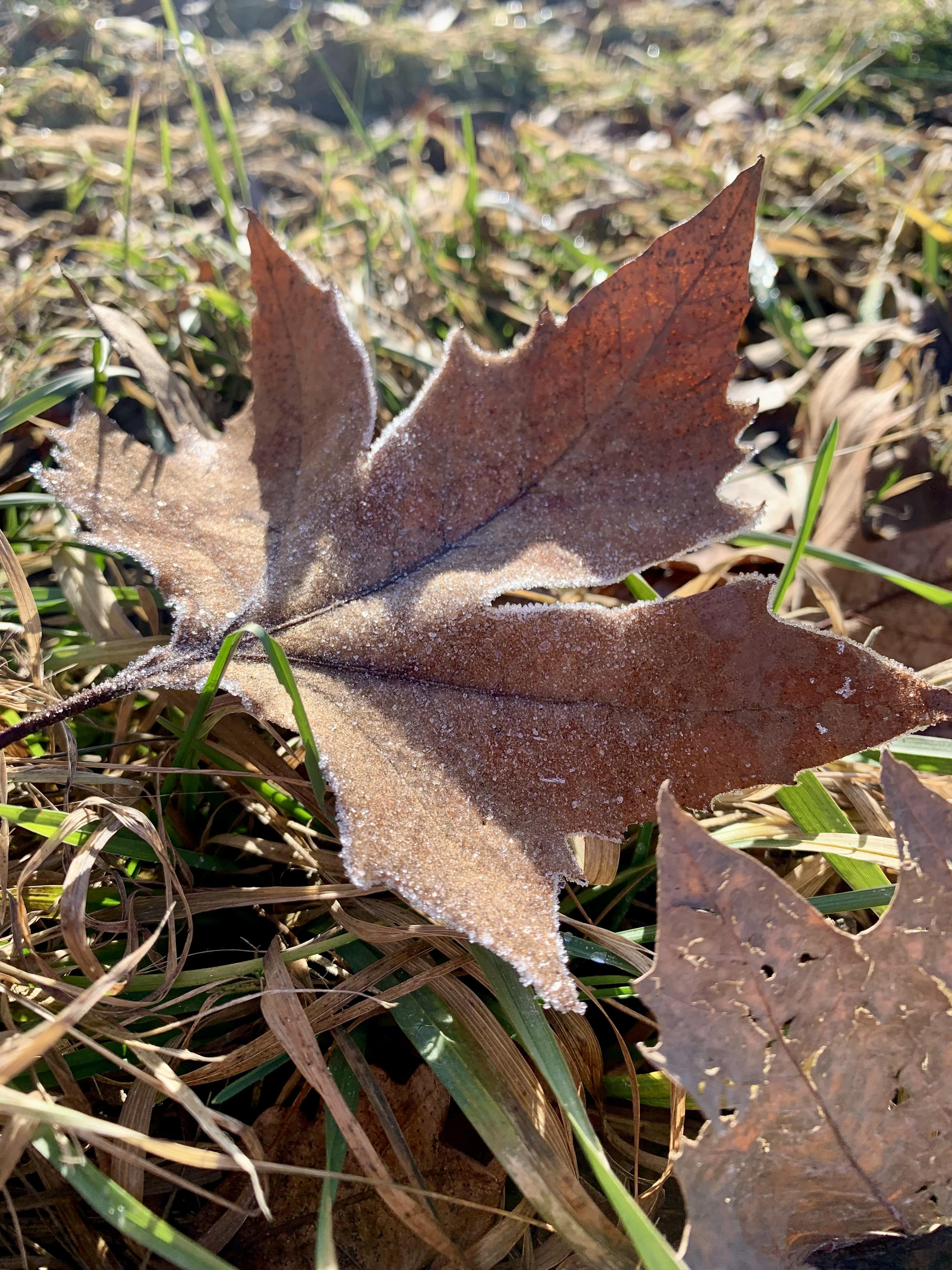 Frost im Sonnenschein