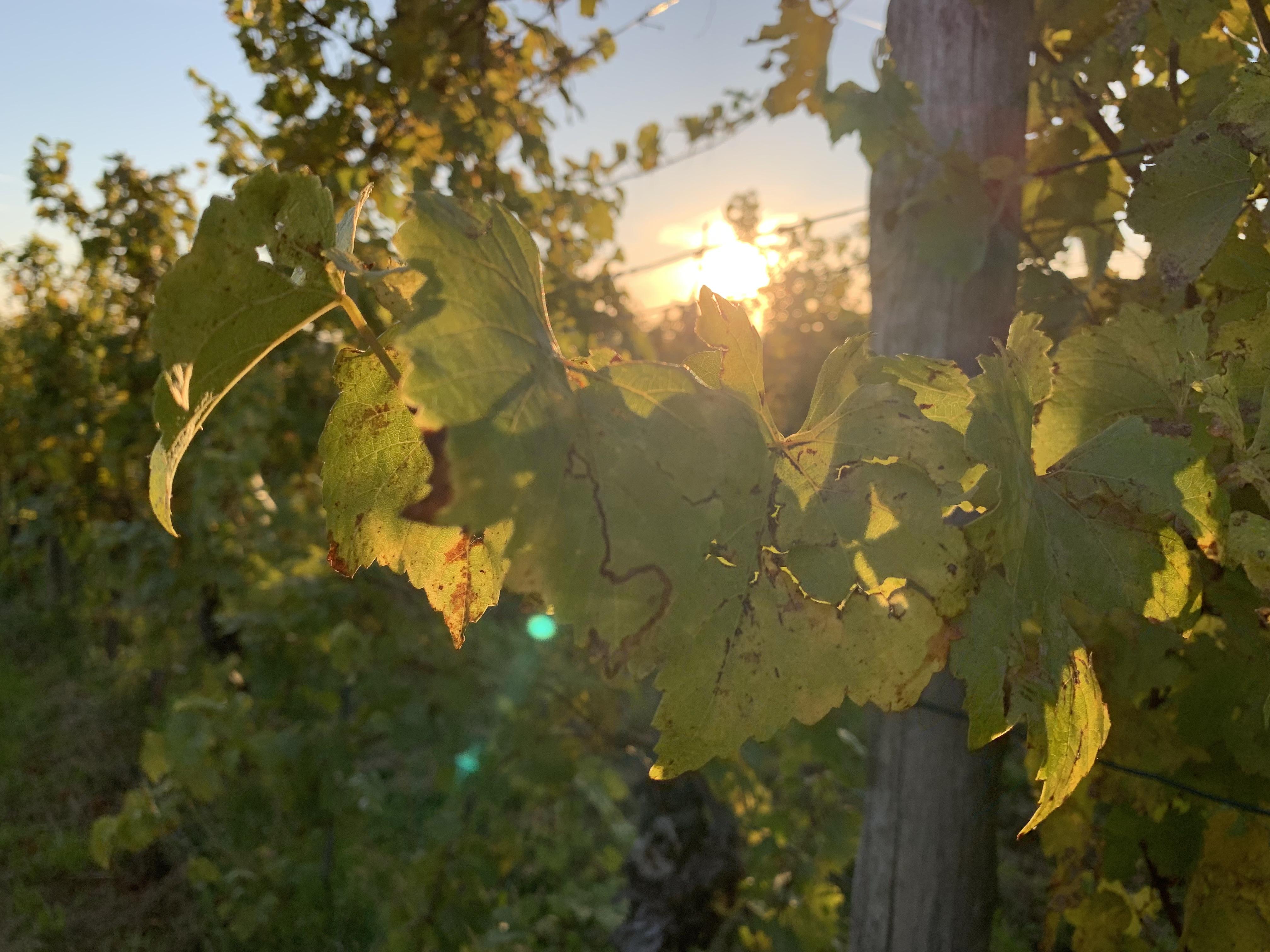 Sonnenuntergang im Weingarten