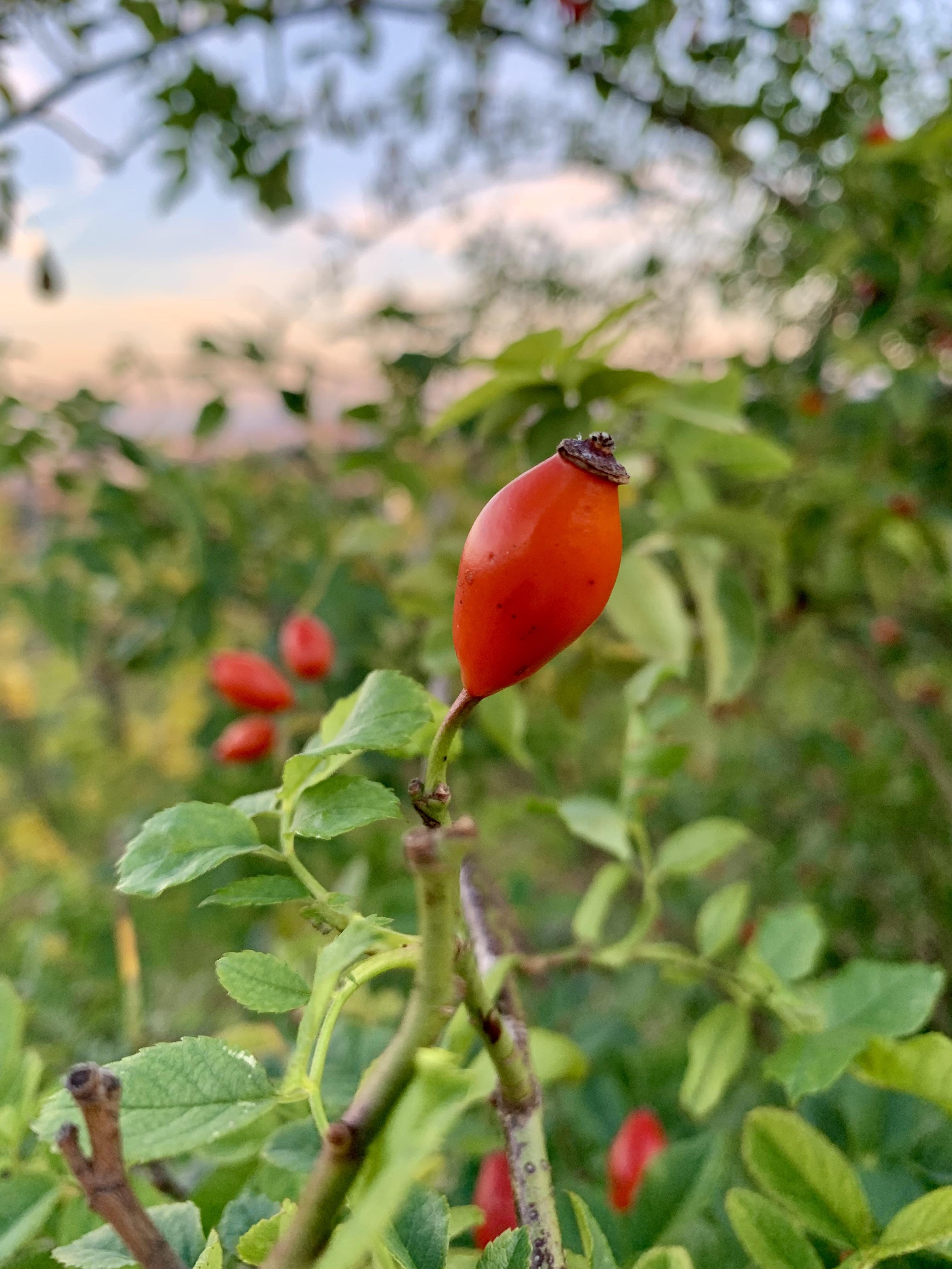 Hagebutte im Weingarten