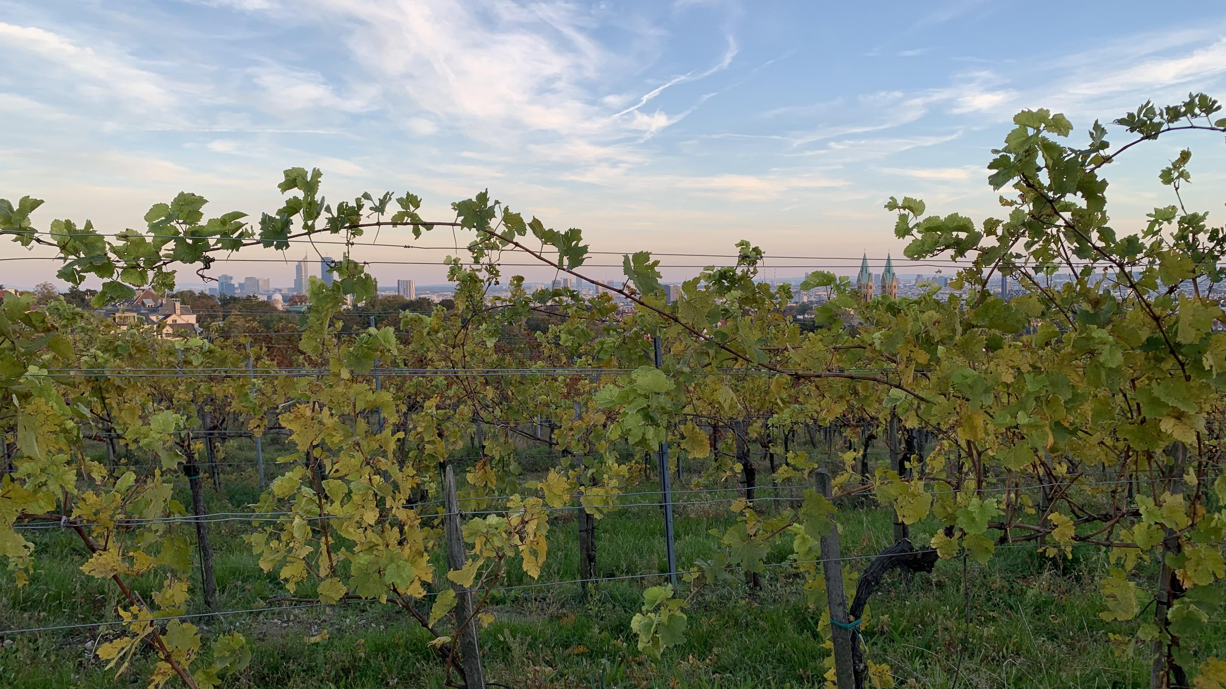 Sonnenuntergang im Weingarten