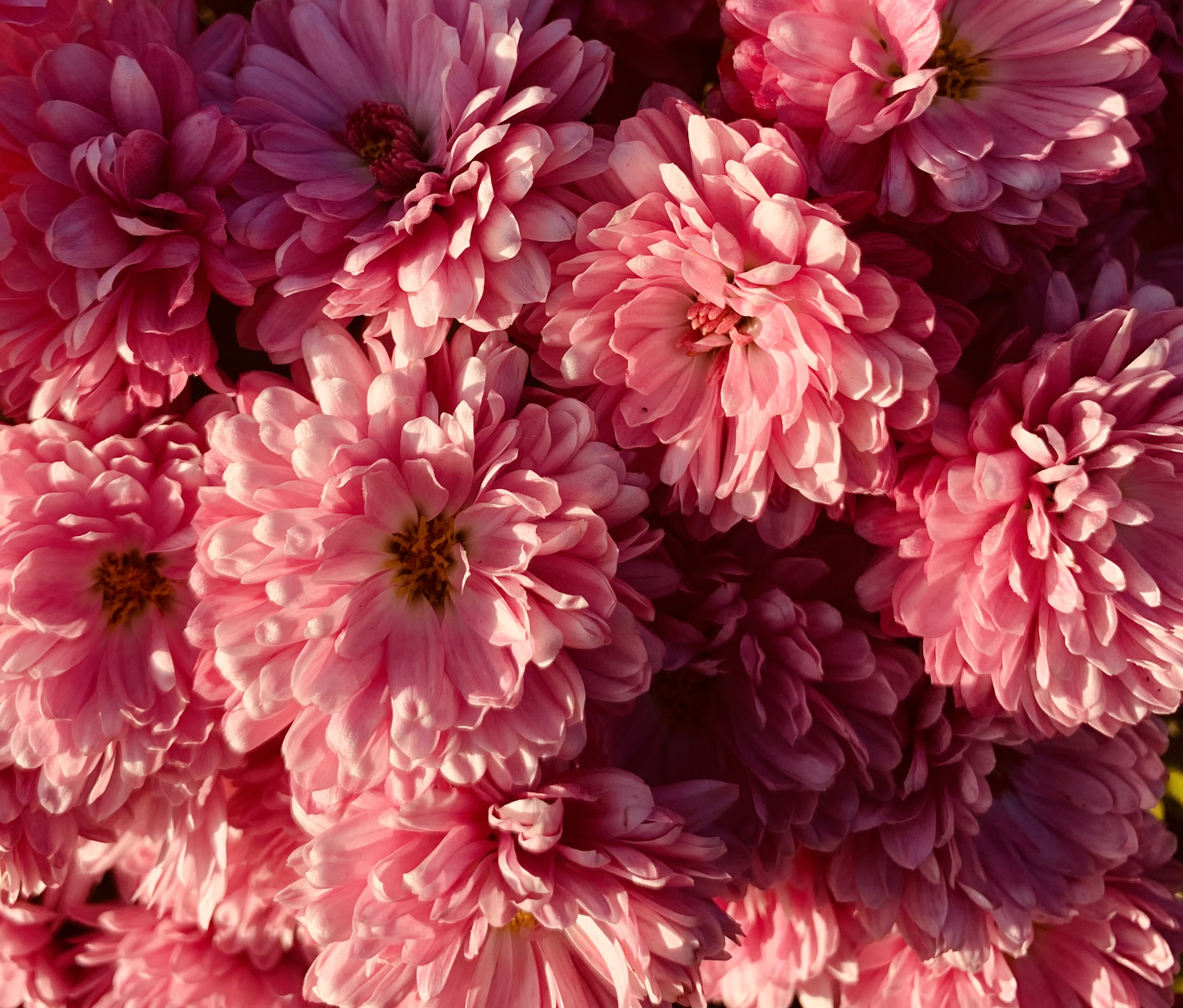 La Vie en rose