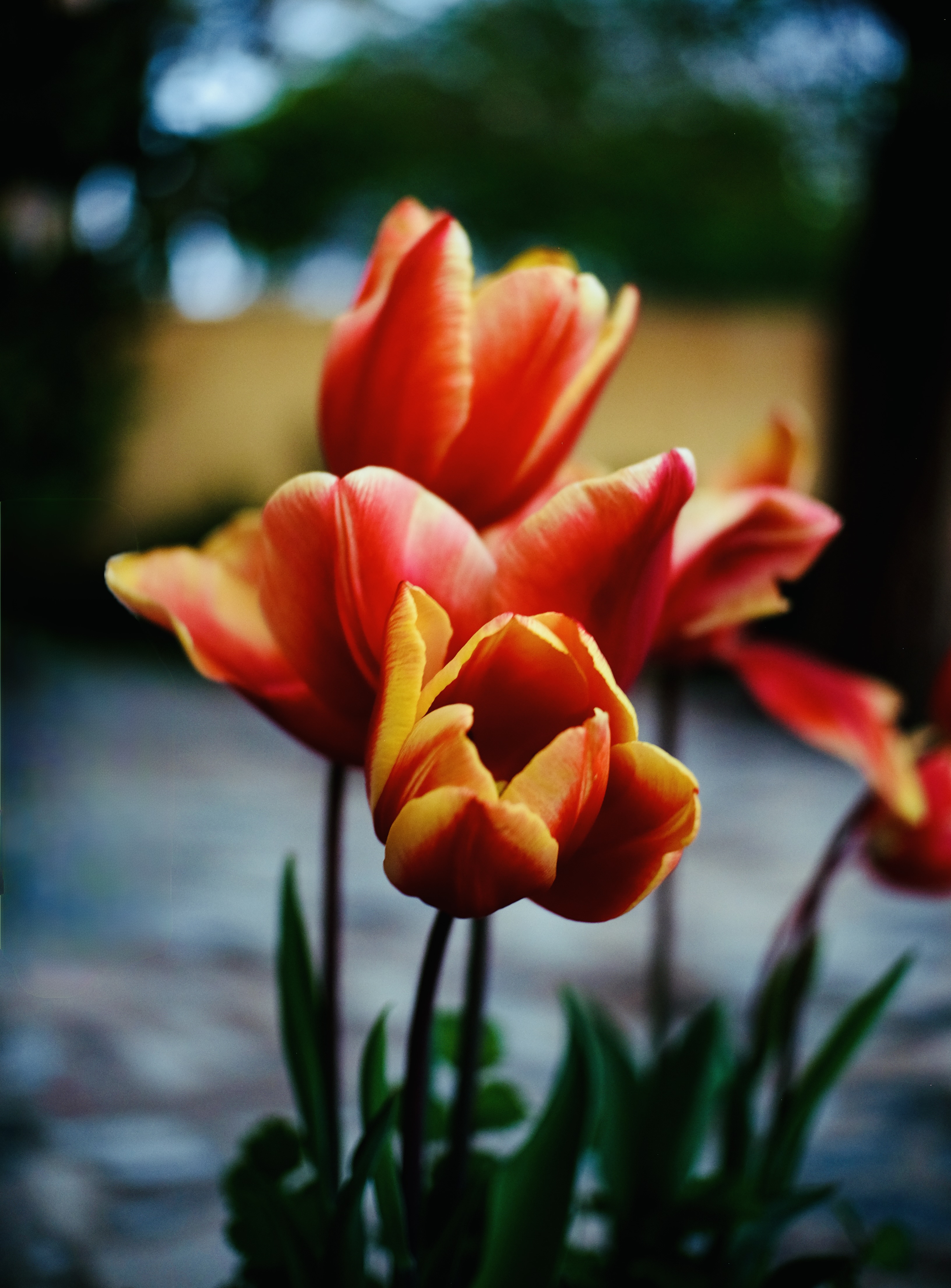 Feuertulpen